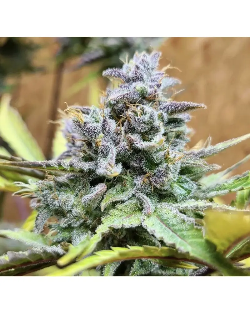 Girl Scout Cookies Auto | Cali Connection | FEM Autoflower Seeds