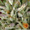 BARNEY'S FARM - GORILLA ZKITTLEZ STRAIN - AUTO FEM - Image 4