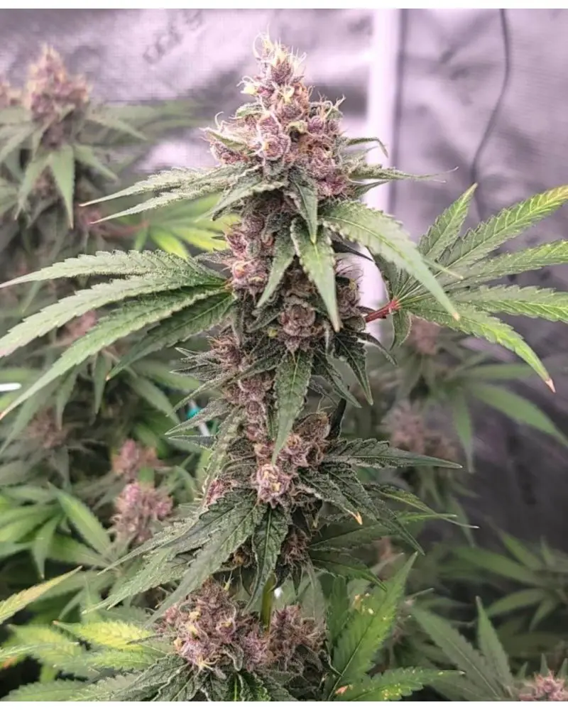 Island Punch Auto | Cali Connection | FEM Autoflower Seeds