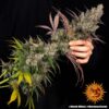 BARNEY'S FARM - KUSH MINTZ STRAIN - FEM PHOTO - Image 2