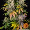 BARNEY'S FARM - KUSH MINTZ STRAIN - FEM PHOTO - Image 3