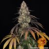 BARNEY'S FARM - KUSH MINTZ STRAIN - FEM PHOTO - Image 4