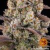 BARNEY'S FARM - KUSH MINTZ STRAIN - FEM PHOTO - Image 5