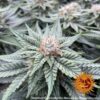 BARNEY'S FARM - LAUGHING BUDDHA STRAIN - FEM PHOTO - Image 2