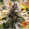 BARNEY'S FARM - LAUGHING BUDDHA STRAIN - FEM PHOTO - Image 3