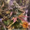 BARNEY'S FARM - LAUGHING BUDDHA STRAIN - FEM PHOTO - Image 4