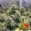 BARNEY'S FARM - LAUGHING BUDDHA STRAIN - FEM PHOTO - Image 5