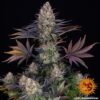 BARNEY'S FARM - LSD STRAIN - FEM PHOTO - Image 2