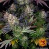 BARNEY'S FARM - LSD STRAIN - FEM PHOTO - Image 3