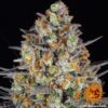 BARNEY'S FARM - LSD STRAIN - FEM PHOTO - Image 4