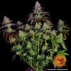 BARNEY'S FARM - MIMOSA EVO STRAIN - FEM PHOTO - Image 4