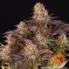 BARNEY'S FARM - MIMOSA x ORANGE PUNCH STRAIN - FEM PHOTO - Image 3