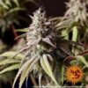 BARNEY'S FARM - PEYOTE COOKIES STRAIN - FEM PHOTO - Image 2