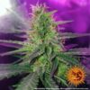 BARNEY'S FARM - PEYOTE COOKIES STRAIN - FEM PHOTO - Image 3