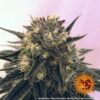 BARNEY'S FARM - PEYOTE COOKIES STRAIN - FEM PHOTO - Image 4