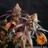 BARNEY'S FARM - PEYOTE CRITICAL STRAIN - FEM PHOTO - Image 2