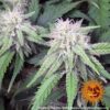 BARNEY'S FARM - PEYOTE CRITICAL STRAIN - FEM PHOTO - Image 4