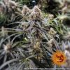 BARNEY'S FARM - PEYOTE CRITICAL STRAIN - FEM PHOTO - Image 5