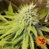 BARNEY'S FARM - PINEAPPLE CHUNK STRAIN - FEM PHOTO - Image 2