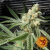 BARNEY'S FARM - PINEAPPLE CHUNK STRAIN - FEM PHOTO - Image 3