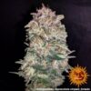 BARNEY'S FARM - PINEAPPLE CHUNK STRAIN - FEM PHOTO - Image 6