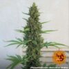 BARNEY'S FARM - PINEAPPLE EXPRESS STRAIN - AUTO FEM - Image 3