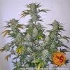 BARNEY'S FARM - PINEAPPLE EXPRESS STRAIN - AUTO FEM - Image 4