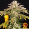 BARNEY'S FARM - PINEAPPLE EXPRESS - FEM PHOTO - Image 2