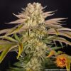 BARNEY'S FARM - PINEAPPLE EXPRESS - FEM PHOTO - Image 3