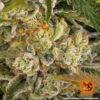 BARNEY'S FARM - PINEAPPLE EXPRESS - FEM PHOTO - Image 4