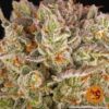 BARNEY'S FARM - PINEAPPLE EXPRESS - FEM PHOTO - Image 5