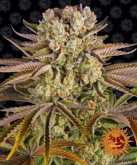 Pineapple Express | Barney's Farm | FEM Photoperiod Seeds