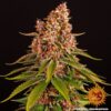 BARNEY'S FARM - PINK KUSH STRAIN - FEM PHOTO - Image 2