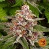 BARNEY'S FARM - PINK KUSH STRAIN - FEM PHOTO - Image 3