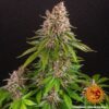 BARNEY'S FARM - PINK KUSH STRAIN - FEM PHOTO - Image 4