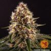 BARNEY'S FARM - PINK KUSH STRAIN - FEM PHOTO - Image 5