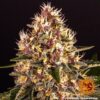 BARNEY'S FARM - PINK KUSH STRAIN - FEM PHOTO - Image 6