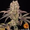 BARNEY'S FARM - RUNTZ MUFFIN STRAIN - FEM PHOTO - Image 2