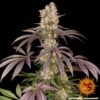 BARNEY'S FARM - RUNTZ MUFFIN STRAIN - FEM PHOTO - Image 3