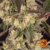 BARNEY'S FARM - RUNTZ MUFFIN STRAIN - FEM PHOTO - Image 4