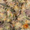 BARNEY'S FARM - RUNTZ MUFFIN STRAIN - FEM PHOTO - Image 5