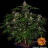 BARNEY'S FARM - SHISKABERRY STRAIN - FEM PHOTO - Image 2