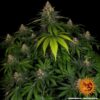 BARNEY'S FARM - SHISKABERRY STRAIN - FEM PHOTO - Image 3