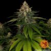 BARNEY'S FARM - SHISKABERRY STRAIN - FEM PHOTO - Image 4