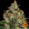 BARNEY'S FARM - SHISKABERRY STRAIN - FEM PHOTO - Image 6