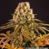 BARNEY'S FARM - STRAWBERRY LEMONADE STRAIN - FEM PHOTO - Image 4