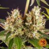 BARNEY'S FARM - STRAWBERRY LEMONADE STRAIN - FEM PHOTO - Image 5