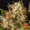 BARNEY'S FARM - STRAWBERRY LEMONADE STRAIN - FEM PHOTO - Image 6