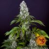 BARNEY'S FARM - TROPICANNA BANANA STRAIN - FEM PHOTO - Image 2