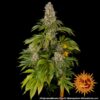 BARNEY'S FARM - TROPICANNA BANANA STRAIN - FEM PHOTO - Image 3